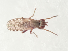 Pherbellia schoenherri