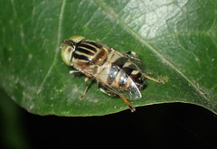Eristalinus obliquus