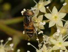Eristalinus quinquestriatus