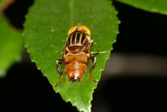 Eristalinus quinquestriatus