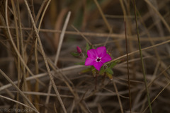 Phlox glabriflora