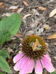 Apis mellifera