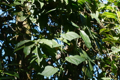 Passiflora wilsonii