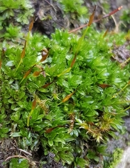 Tortula subulata