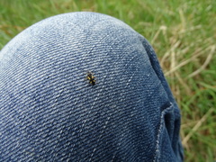 Dryophilocoris flavoquadrimaculatus