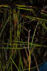 Bacillidae