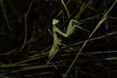 Paramantis