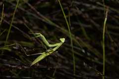 Paramantis