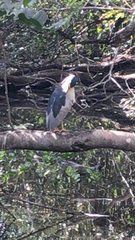 Nycticorax nycticorax image