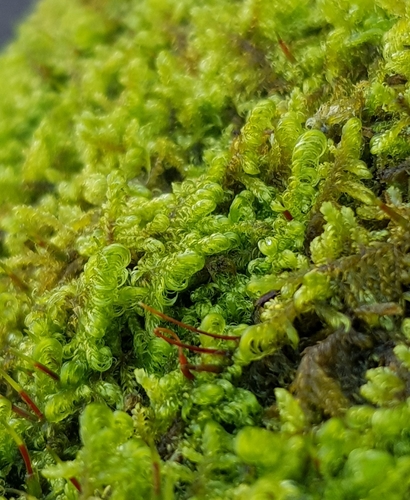 Sanionia