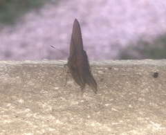 Penaincisalia purpurea