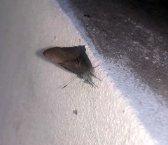 Penaincisalia purpurea