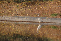 Ardea cinerea
