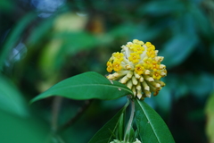 Edgeworthia gardneri