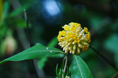 Edgeworthia gardneri
