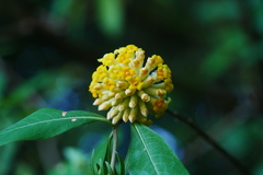Edgeworthia gardneri