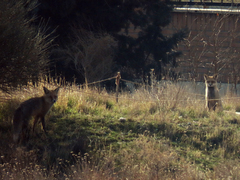 Vulpes vulpes flavescens