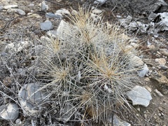 Echinocereus stramineus