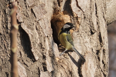 Parus major
