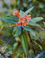Rhododendron fallacinum