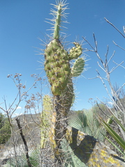 Opuntia lasiacantha