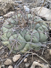 Coryphantha poselgeriana