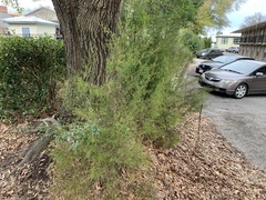 Juniperus virginiana