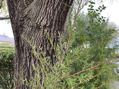Juniperus virginiana