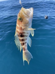 Centropristis ocyurus