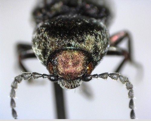iNaturalist observation photo of Cardiophorus aeneus