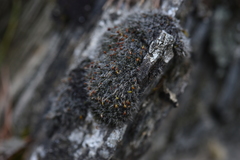 Grimmia orbicularis