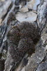 Grimmia orbicularis
