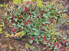 Euphorbia mafingensis