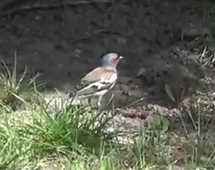 Fringilla coelebs