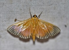 Phostria