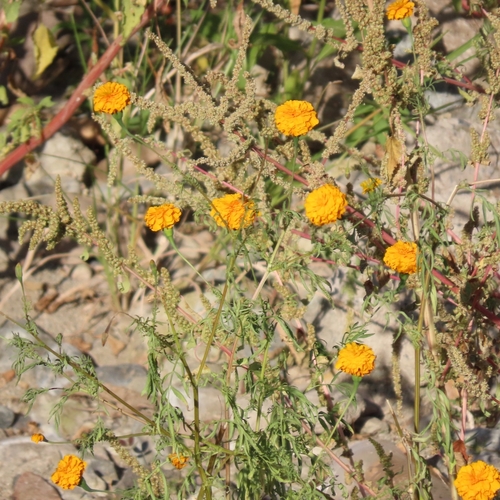 Mexican Marigold (Tagetes erecta)