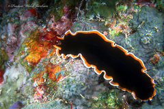 Pseudobiceros hancockanus