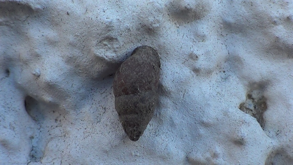 Mastus pupa