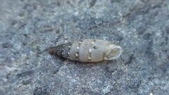 Papillifera papillaris