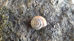 Xerotricha conspurcata