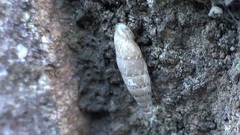 Papillifera papillaris