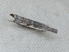 Platytes alpinella
