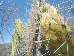 Opuntia lasiacantha