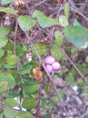 Symphoricarpos orbiculatus