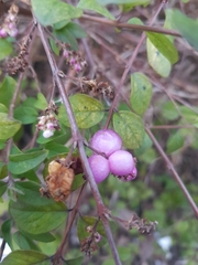 Symphoricarpos orbiculatus