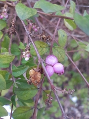 Symphoricarpos orbiculatus