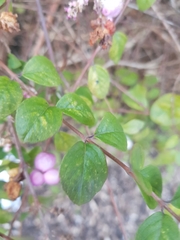 Symphoricarpos orbiculatus