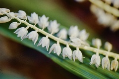 Dendrochilum