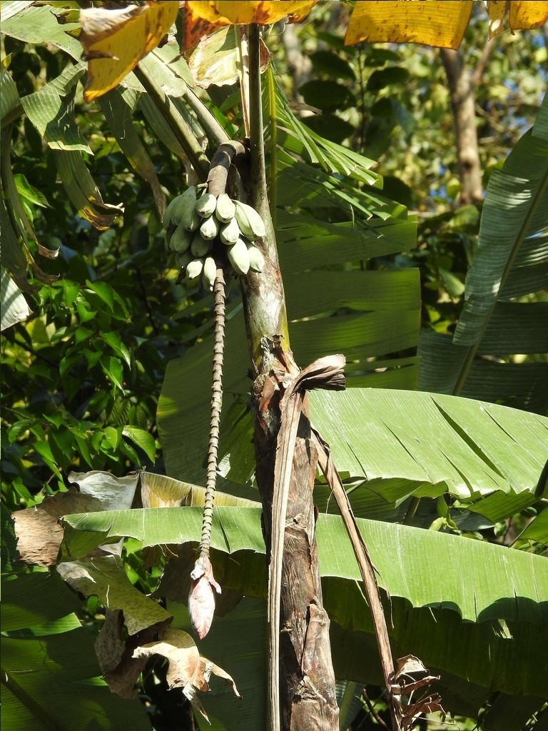 Musa nagensium; photograph (c) Ansil B.R., some rights reserved (CC BY)