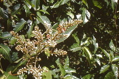 Alpinia nieuwenhuizii